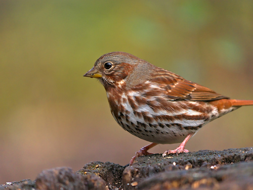 Fox Sparrow