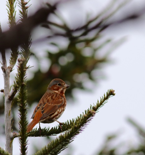 Fox Sparrow