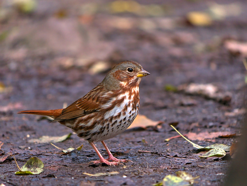 Fox Sparrow