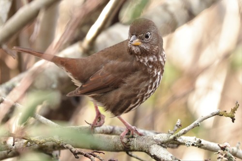 Fox Sparrow
