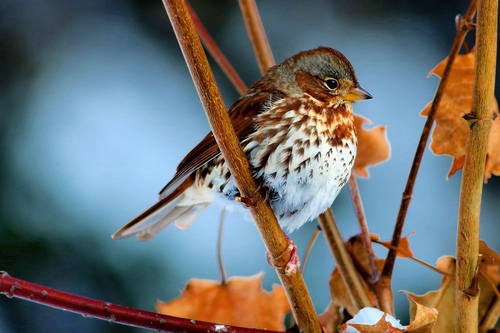 Fox Sparrow