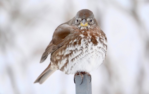 Fox Sparrow