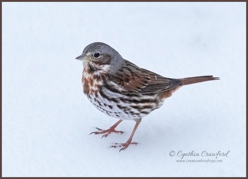 Fox Sparrow