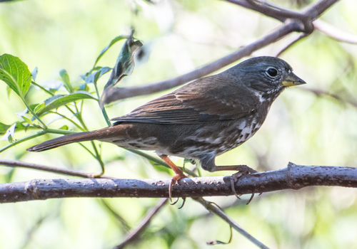 Fox Sparrow