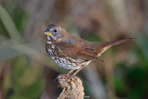 Fox Sparrow