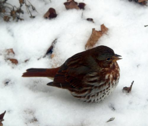 Fox Sparrow