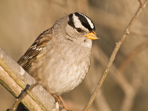 White-crowned Sparrow