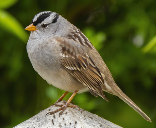 White-crowned Sparrow