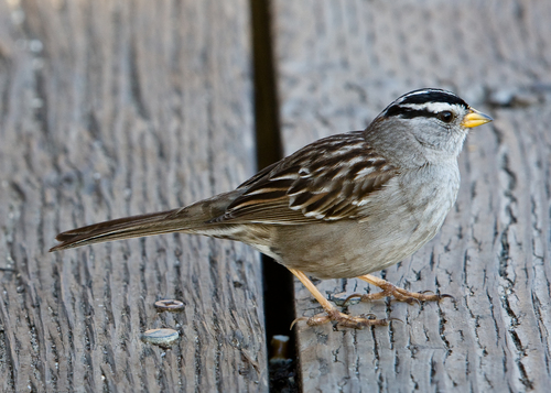 White-crowned Sparrow