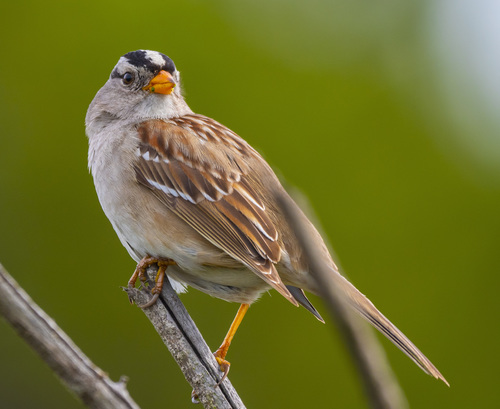White-crowned Sparrow