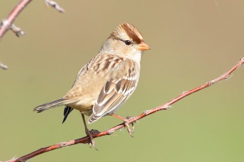 White-crowned Sparrow