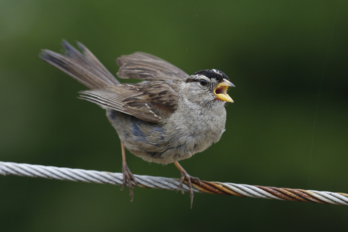 White-crowned Sparrow