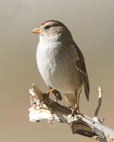 White-crowned Sparrow