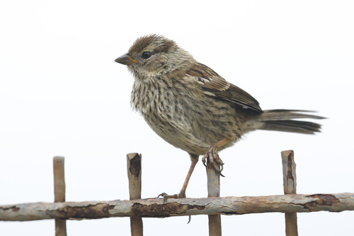 White-crowned Sparrow
