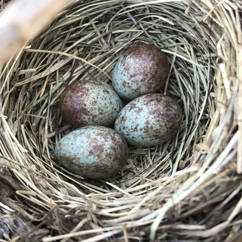 White-crowned Sparrow
