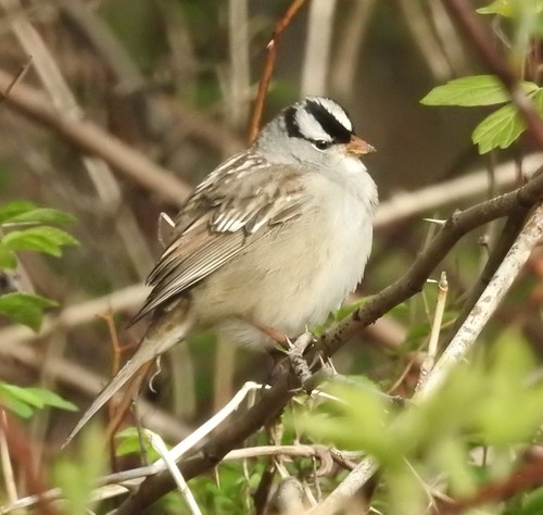 White-crowned Sparrow