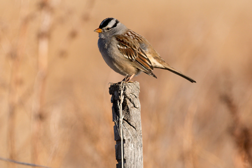 White-crowned Sparrow