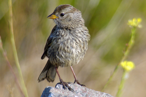 White-crowned Sparrow