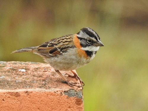 Rufous-collared Sparrow