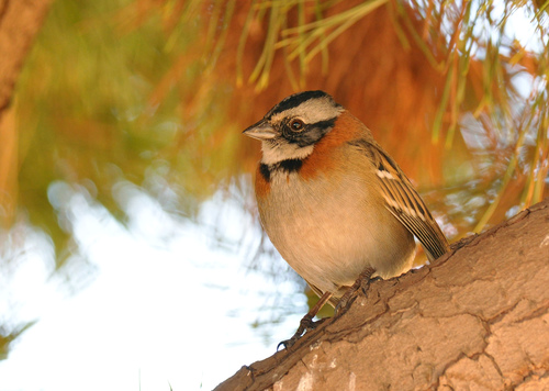 Rufous-collared Sparrow