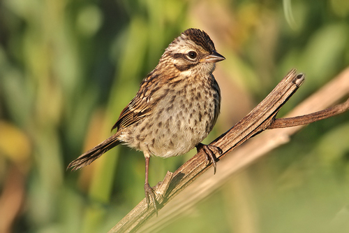 Rufous-collared Sparrow