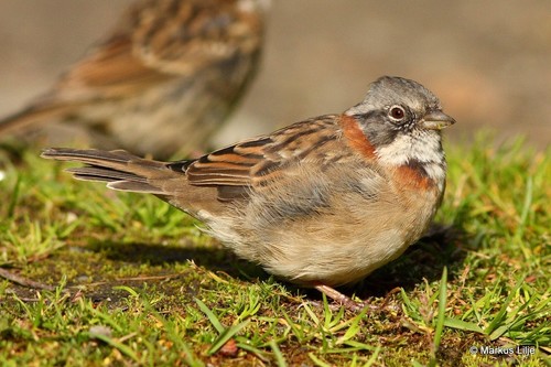Rufous-collared Sparrow