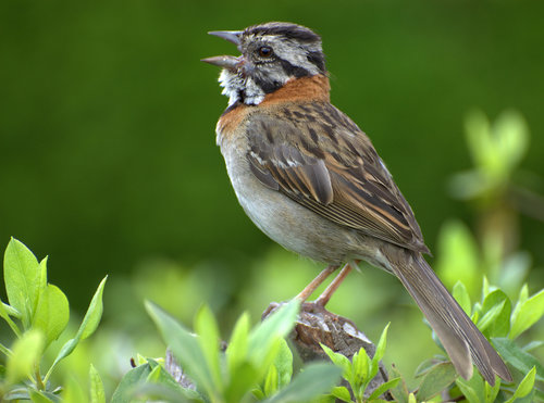 Rufous-collared Sparrow
