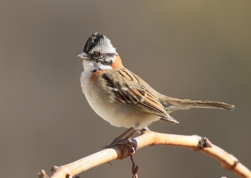Rufous-collared Sparrow