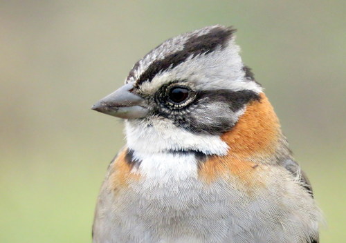 Rufous-collared Sparrow