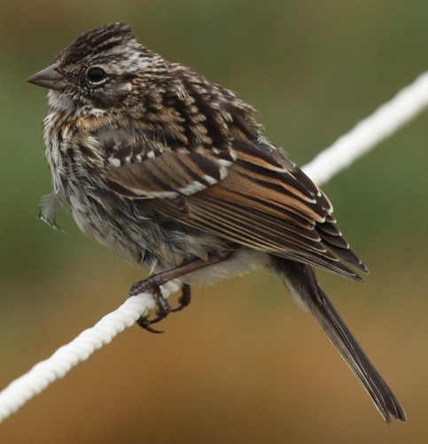 Rufous-collared Sparrow