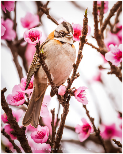 Rufous-collared Sparrow