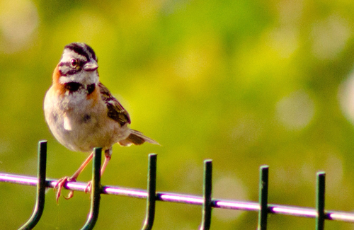 Rufous-collared Sparrow
