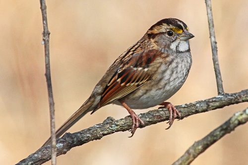 White-throated Sparrow