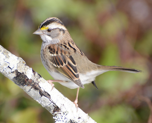 White-throated Sparrow