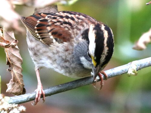White-throated Sparrow