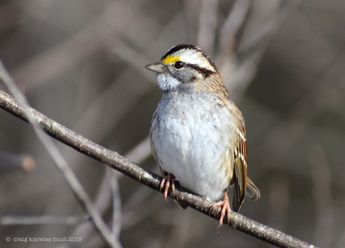 White-throated Sparrow