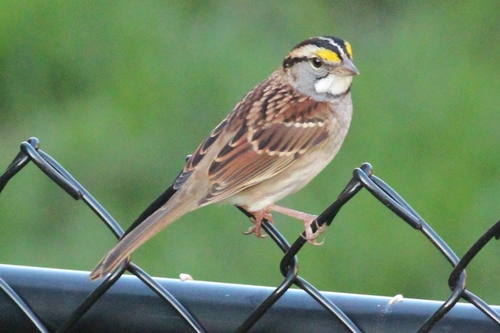 White-throated Sparrow