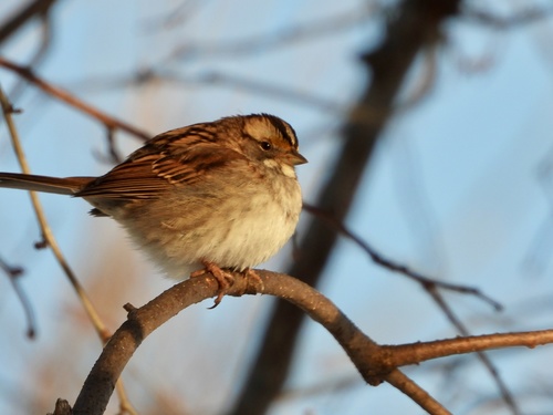 White-throated Sparrow