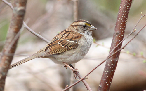 White-throated Sparrow