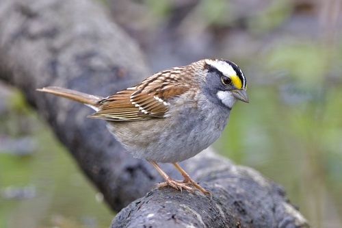 White-throated Sparrow