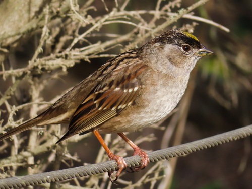 Golden-crowned Sparrow
