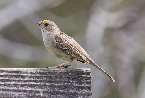 Golden-crowned Sparrow