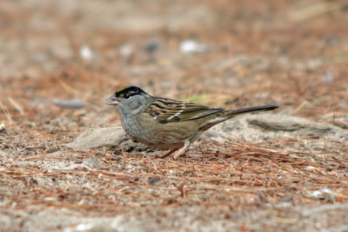 Golden-crowned Sparrow