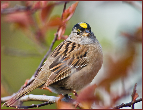 Golden-crowned Sparrow
