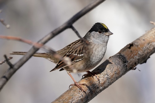 Golden-crowned Sparrow