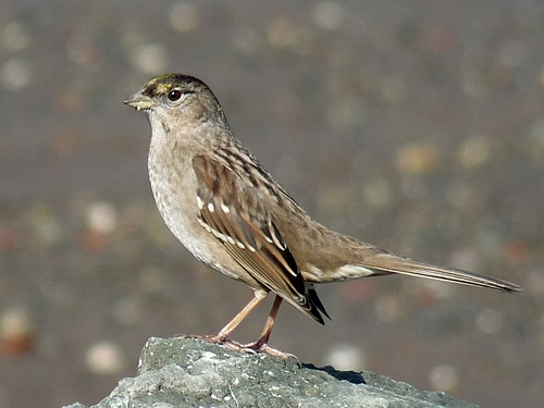 Golden-crowned Sparrow