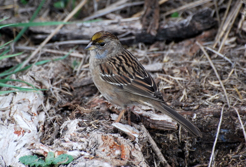 Golden-crowned Sparrow