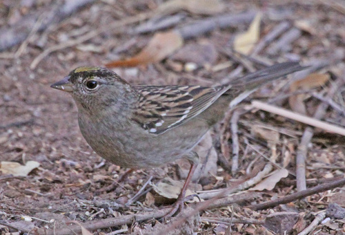 Golden-crowned Sparrow