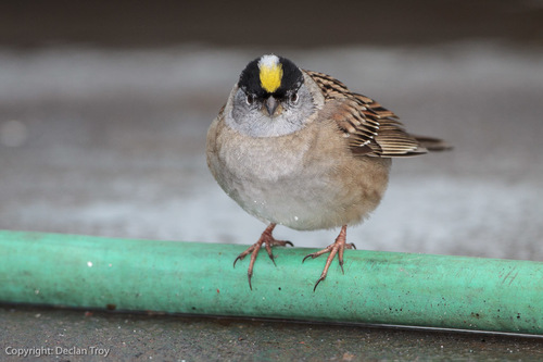 Golden-crowned Sparrow