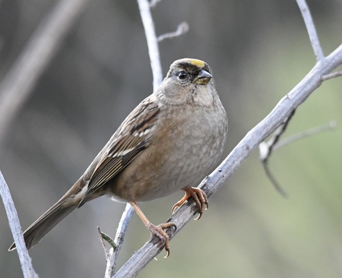 Golden-crowned Sparrow